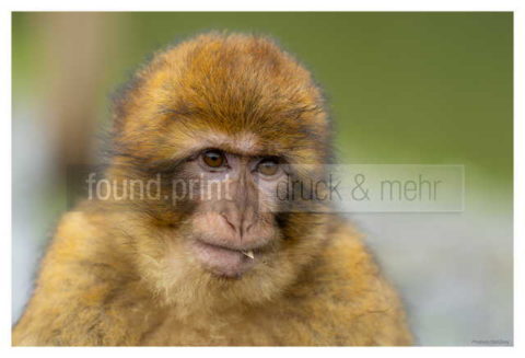 Microfaser Handtuch Bedrucken Affe Portrait Berberaffe