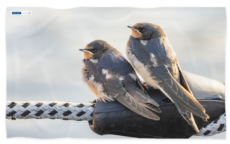 Handtuch bedrucken günstig Schwalben Natur Seil Foto Druck 30x50 Microfaser Handtuch Schwalben Natur Seil Foto Druck 30x50