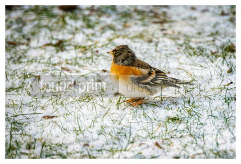 Motiv Handtuch Bedrucken Vogel Bergfink Maennchen Winterkleid