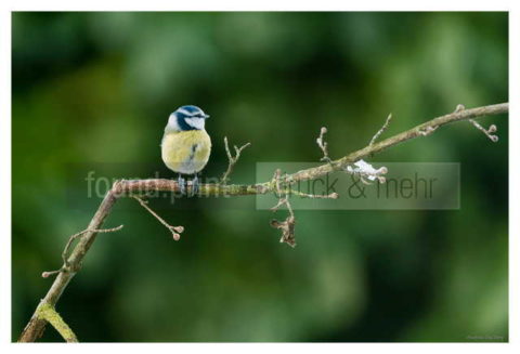 Motiv Handtuch Bedrucken Vogel Blaumeise Ast Fruehling