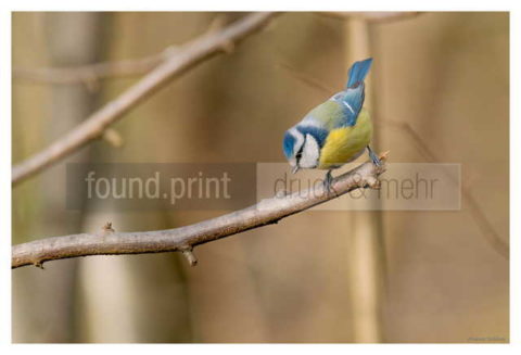 Motiv Handtuch Bedrucken Vogel Blaumeise Guckt Runter