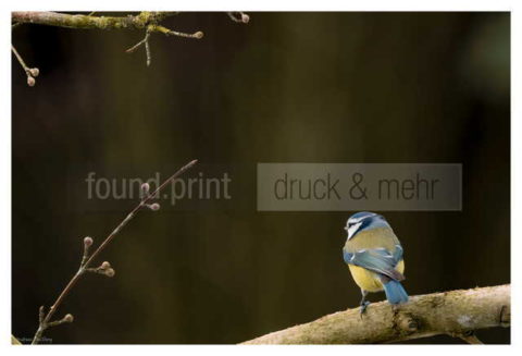 Motiv Handtuch Bedrucken Vogel Blaumeise Ruecken