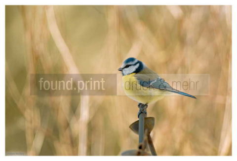 Motiv Handtuch Bedrucken Vogel Blaumeise Seitlich