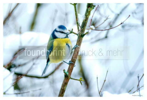 Motiv Handtuch Bedrucken Vogel Blaumeise Winter Ast