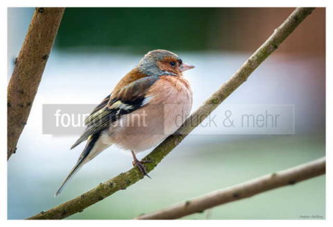 Motiv Handtuch Bedrucken Vogel Buchfink Maennchen