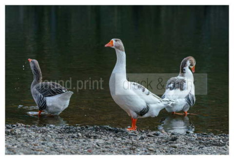 Motiv Handtuch Bedrucken Vogel Gaense