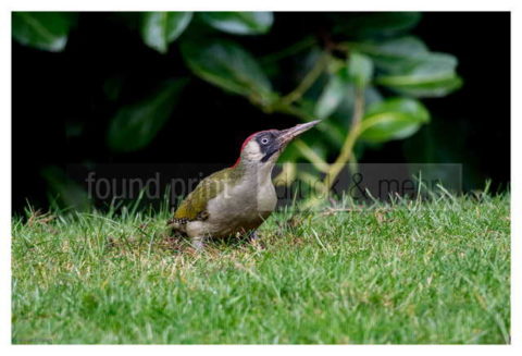 Motiv Handtuch Bedrucken Vogel Gruenspecht Wiese