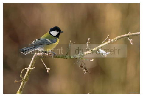 Motiv Handtuch Bedrucken Vogel Kohlmeise Ast Fruehling