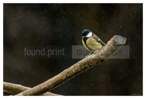 Motiv Handtuch Bedrucken Vogel Kohlmeise Ast Regen