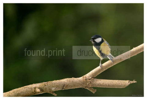 Motiv Handtuch Bedrucken Vogel Kohlmeise Brust