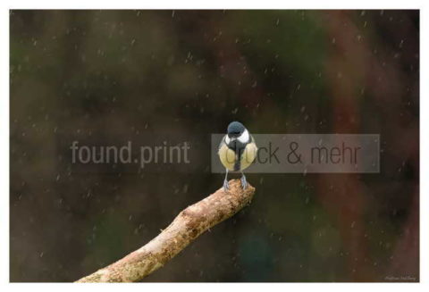 Motiv Handtuch Bedrucken Vogel Kohlmeise Regen Ast