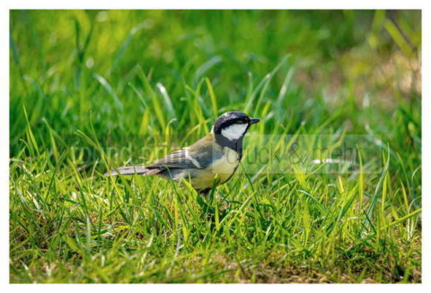 Motiv Handtuch Bedrucken Vogel Kohlmeise Wiese