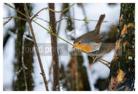 Motiv Handtuch Bedrucken Vogel Rotkehlchen Ast Winter