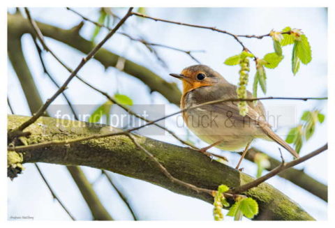 Motiv Handtuch Bedrucken Vogel Rotkehlchen Baum