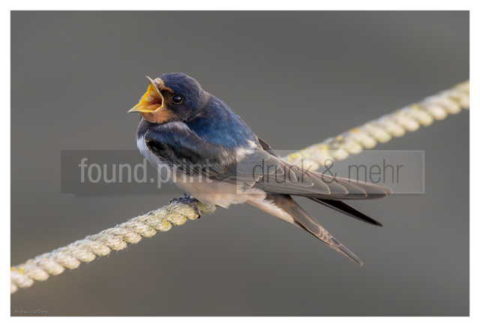 Motiv Handtuch Bedrucken Vogel Schwalbe