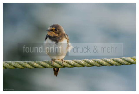 Motiv Handtuch Bedrucken Vogel Schwalbe Kueken