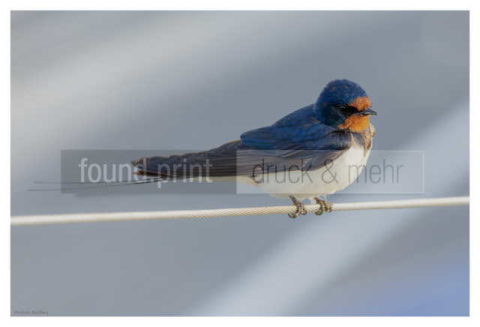 Motiv Handtuch Bedrucken Vogel Schwalbe Seil