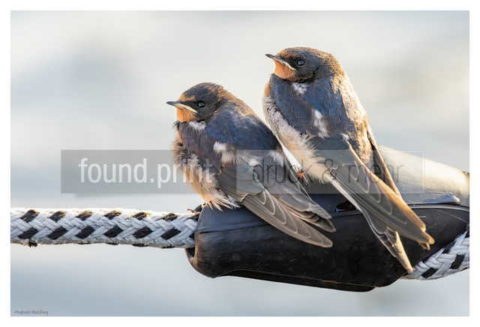 Motiv Handtuch Bedrucken Vogel Schwalben Paar Seil