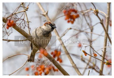 Motiv Handtuch Bedrucken Vogel Spatz Hausspatz Ast