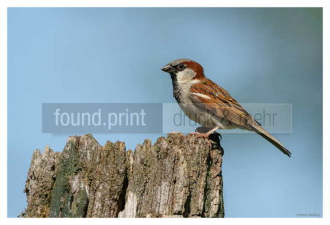 Motiv Handtuch Bedrucken Vogel Spatz Hausspatz Haussperling