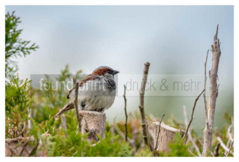 Motiv Handtuch Bedrucken Vogel Spatz Haussperling