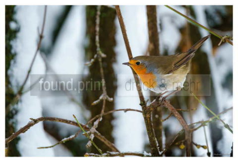 Motiv Handtuch Bedrucken Vogel Winter Rotkehlchen Ast