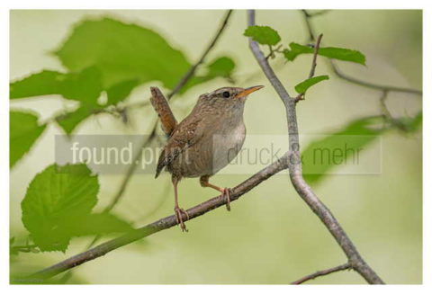 Motiv Handtuch Bedrucken Vogel Zaunkoenig Busch